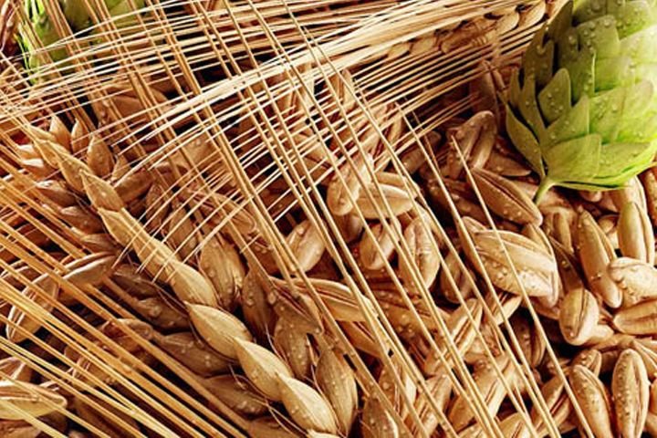 啤酒原料麦芽--豪鲁开云手机注册供应商 啤酒原料麦芽--豪鲁开云手机注册供应商